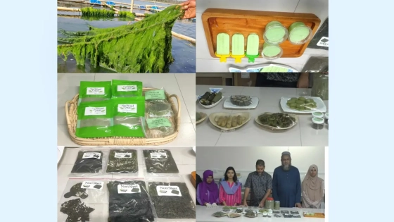 সামুদ্রিক শৈবালে সম্ভাবনার দিগন্ত উন্মোচন