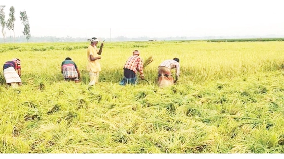 কৃষি গবেষণায় আরও জোর দেওয়া প্রয়োজন