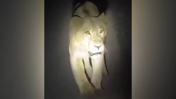 সুনামগঞ্জে ‘বাঘ’ আতঙ্ক!