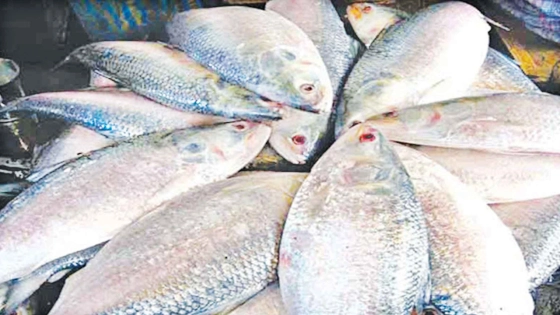 কলকাতায় বসেও বরিশালের ইলিশ ব্যবসা নিয়ন্ত্রণে আ.লীগ নেতার