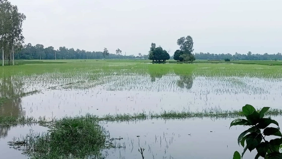 ডুবে গেছে ৭০০ হেক্টর জমির ধান