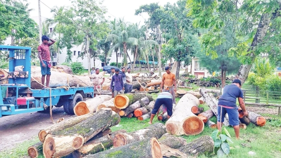 খুলনা বিশ্ববিদ্যালয়ে কাটা হচ্ছে ছায়াবৃক্ষ