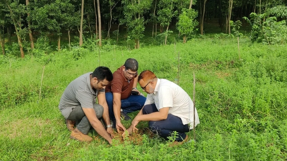 কালিয়াকৈরে ১০ হাজার তালবীজ রোপণের উদ্যোগ