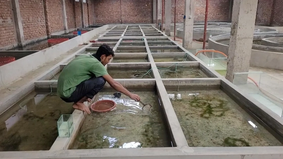 শখের রঙিন মাছে লাখপতি জয়
