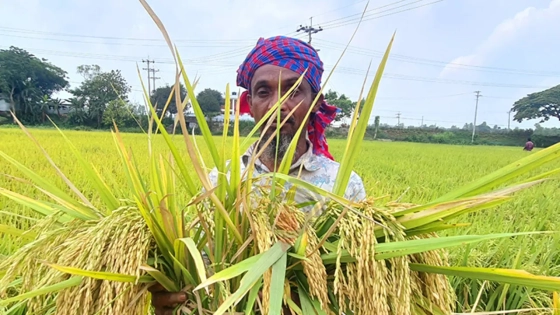 হাইব্রিডে আগ্রহ কৃষকের, বিলুপ্তির পথে ২৭ প্রজাতির ধান