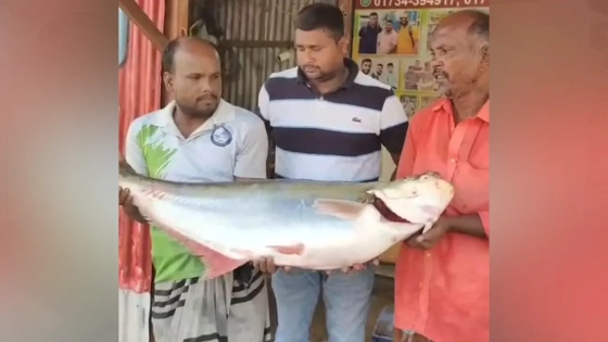 পদ্মার এক ‘ঢাঁই মাছ’ ৫৯ হাজার টাকায় বিক্রি