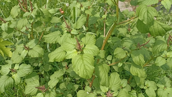 পুষ্টিগুণে সমৃদ্ধ বুনো সবুজ নটেশাক