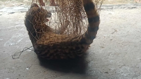 জালে আটকা গন্ধগোকুল উদ্ধার, পরে অবমুক্ত