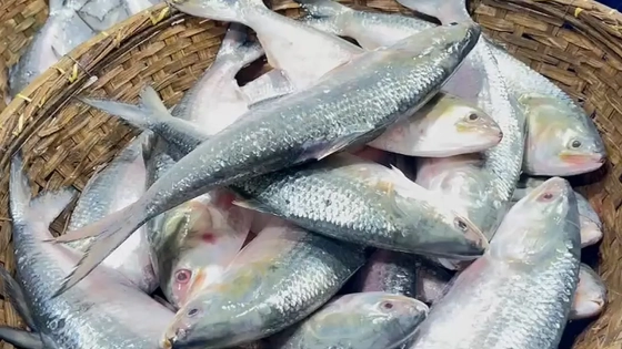 নিষেধাজ্ঞার খবরে ইলিশের দাম আকাশচুম্বী