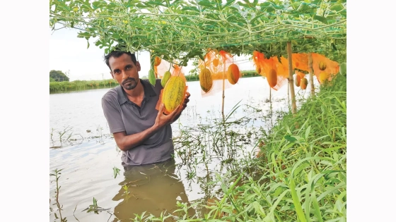 মাচায় ঝুলছে হলুদ-কালো তরমুজ
