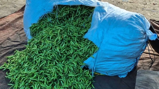 কাঁচামরিচের কেজি ৩৬০ টাকা