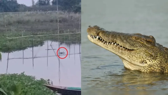 খালে কুমির আতঙ্ক, পানিতে নামতেই ভয় স্থানীয়দের