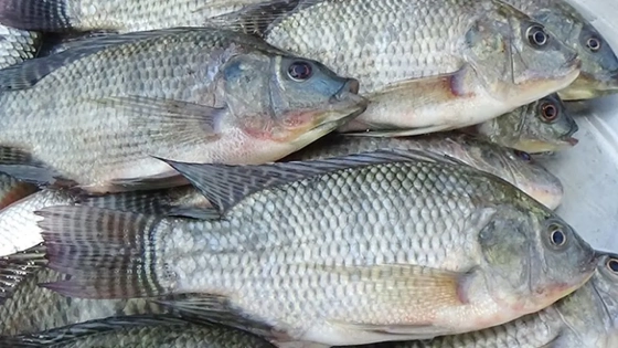 তেলাপিয়া মাছ খেলে কি সত্যিই বিপদ