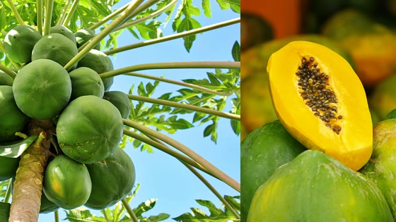 কাঁচা নাকি পাকা পেঁপে, কোনটি ভালো জেনে নিন