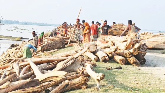 ভেসে আসা গাছ নিয়ে শোরগোল