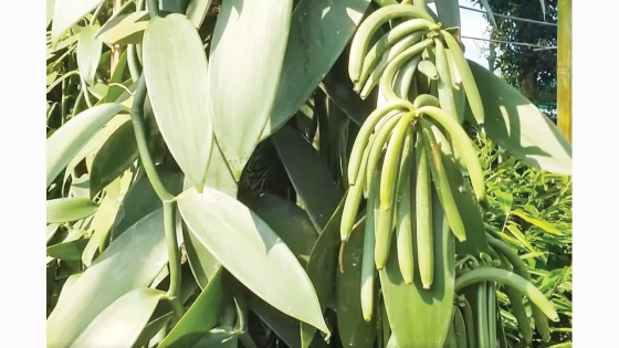 বিশ্বের দ্বিতীয় সর্বোচ্চ দামি মসলার চাষ এখন বগুড়ায়