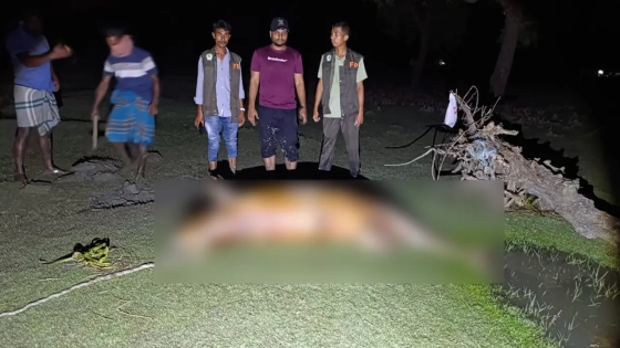সমুদ্রসৈকতে তিন দিন পড়ে ছিল বিপন্ন প্রজাতির ডলফিন