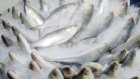 মা ইলিশ রক্ষায় বিমান বাহিনীর হেলিকপ্টার টহল