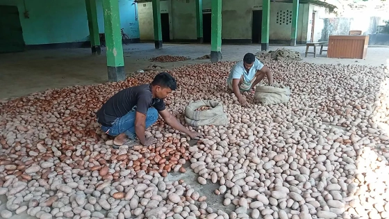 আলু যেন গলার কাঁটা