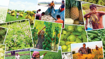 কৃষি উৎপাদনে দেশি-বিদেশি বিনিয়োগ গুরুত্বপূর্ণ