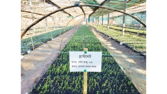 বীজআলু উৎপাদনে বিপ্লব ঘটাল ডোমারের খামার