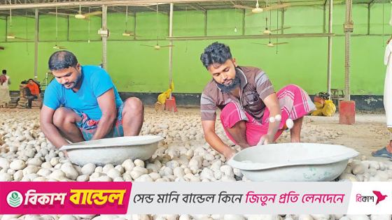 ৫৭ হাজার টন আলু হিমাগারে, লোকসানে দিশেহারা কৃষক